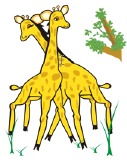 Giraffes